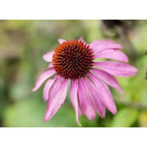 Echinacea Extract Active Ingredient Cichoric Acid