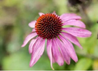 What are the active ingredients in Echinacea extract that can fight the flu?