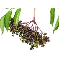 Organic Elderberry Extract Powder