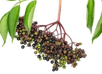 Why is elderberry extract said to have great potential for future market applications?