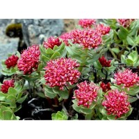 Benefits of Rhodiola Rosea Extract