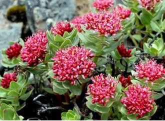 As a powerful adaptogenic herb, what are the benefits of Rhodiola rosea extract?