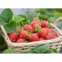 Organic Strawberry Fruit Juice Powder