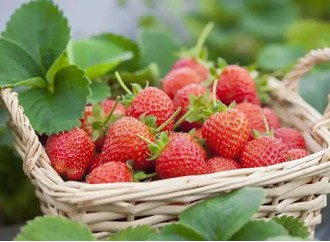 How to identify the quality of organic strawberry powder?