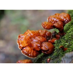 Reishi Mushroom Extract Powder