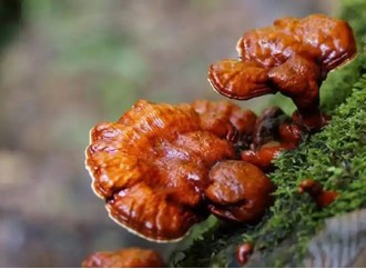 Potential Benefits of Reishi Mushroom Extract in Liver Cirrhosis Management