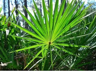 How effective is saw palmetto fruit extract in treating LUTS in women?