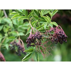 Elderberry Extract Anthocyanin