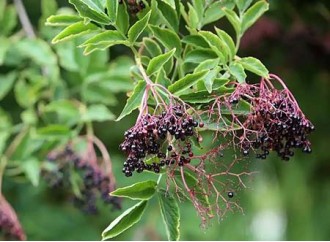 Elderberry Extract: A Natural Antiviral for Winter Wellness