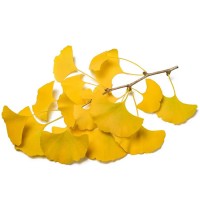 Ginkgo Biloba Extract Ginkgo Flavone