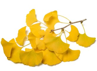 Can Ginkgo Biloba Extract Protect Myocardium?