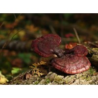 Reishi Mushroom Extract for Parkinson's Symptoms