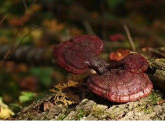 Reishi Mushroom Extract Shows Potential in Delaying Parkinson's Symptoms