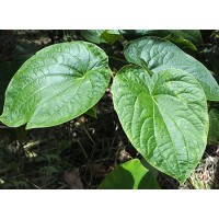 Kava Extract Kavalactones