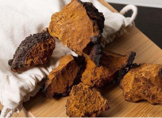 The Benefits of Chaga Mushroom Extract Powder for Skin