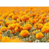 Marigold Extract Lutein