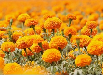 The Importance of Marigold Extract Lutein for the Retina