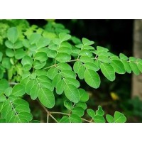 Organic Moringa Leaf Powder