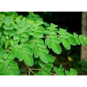 Organic Moringa Leaf Powder