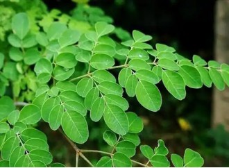 Moringa Leaf Powder: A Natural Source of Folate