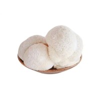 Lion's Mane Mushroom Extract Powder