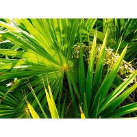 Saw palmetto extract Fatty Acid