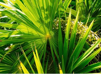 Why are saw palmetto extract supplements popular in the US?