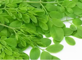 Exploring the Vision-Protective Benefits of Moringa Leaf Powder