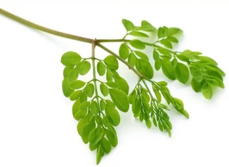 Exploring the Potential Benefits of Moringa Leaf Powder for Indigestion