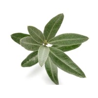 Olive Leaf Extract Oleuropein