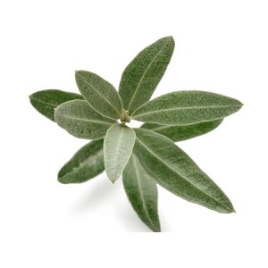 Olive Leaf Extract Oleuropein