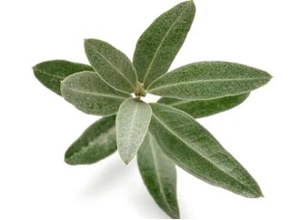 Exploring the Versatile Applications of Olive Leaf Extract