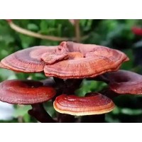 Reishi Mushroom (Ganoderma lucidum) Extract Powder