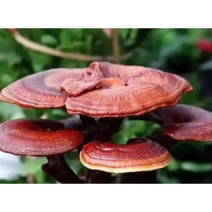 Reishi Mushroom (Ganoderma lucidum) Extract Powder
