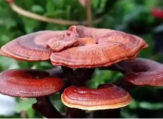 Reishi Mushroom Extract: A Premier Choice for Immune Support