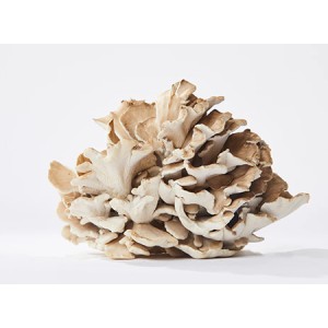 Maitake Mushroom Extract Powder