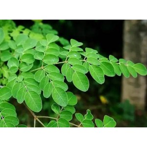 Organic Moringa Leaf Powder