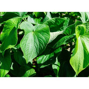 Kava Extract Kavalactones