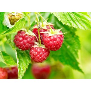 Raspberry Fruit Powder