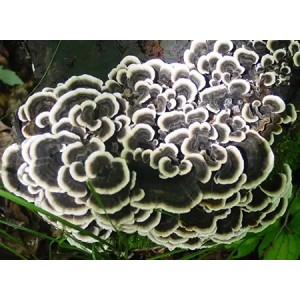 Turkey Tail Mushroom Extract Powder