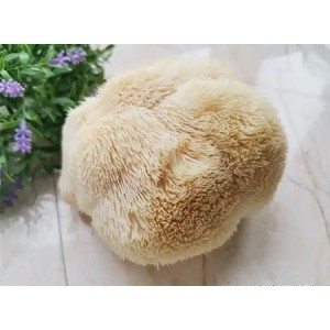 Lion's Mane Mushroom Extract Powder