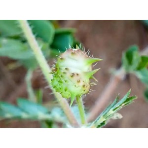Tribulus Terrestris Extract Powder