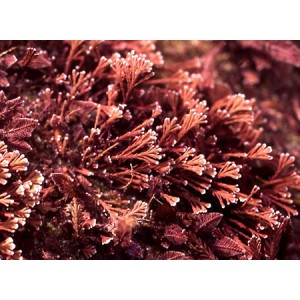 Red Algae Extract Powder