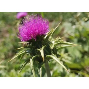 Milk Thistle Seed Extract Silymarin