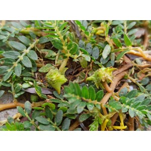Tribulus Terrestris Extract Saponins