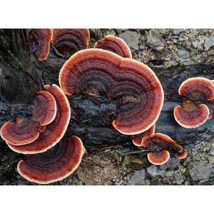 Reishi Mushroom Extract Powder