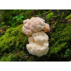 Lion's Mane Mushroom Powder