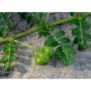 Tribulus Terrestris Extract