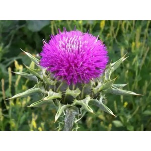 Milk Thistle Extract Silymarin