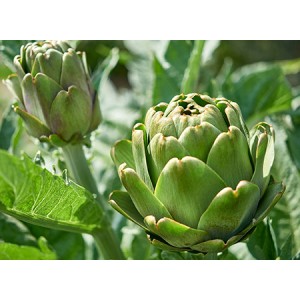 Artichoke Extract and Milk Thistle Extract